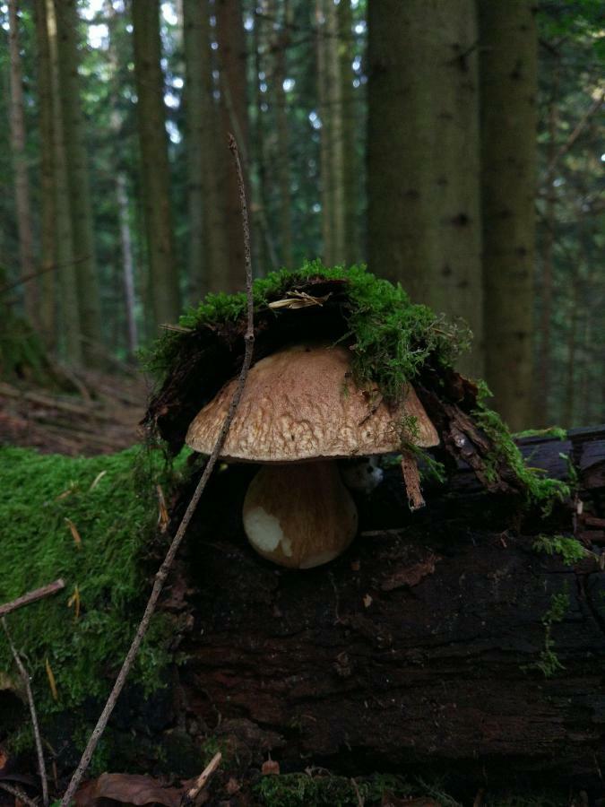 Tourist Farm Strle With Great Local Food Vila Cerknica Exterior foto
