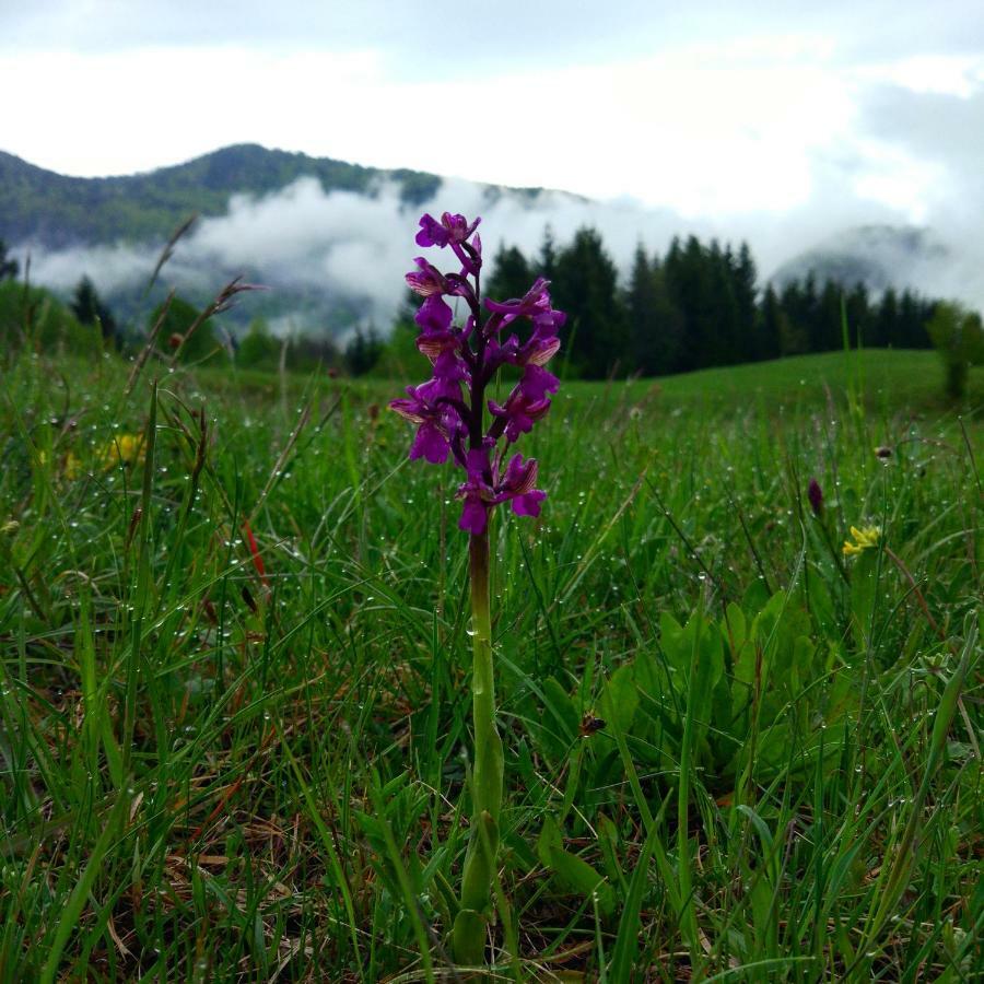 Tourist Farm Strle With Great Local Food Vila Cerknica Exterior foto