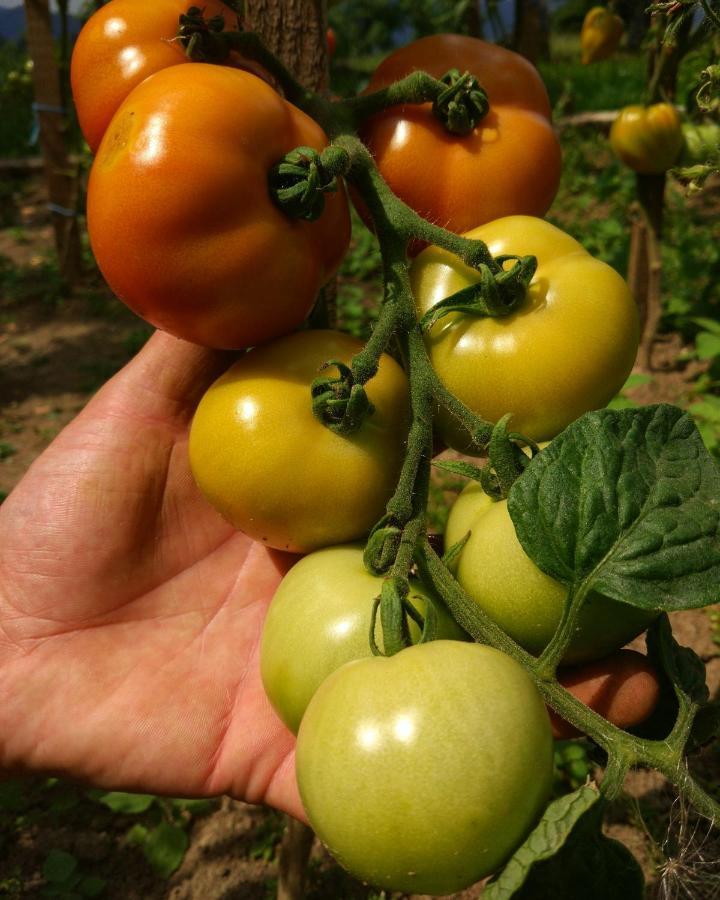 Tourist Farm Strle With Great Local Food Vila Cerknica Exterior foto